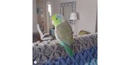 Parrotlets Flight Blanket5