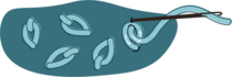 Detached Chain Stitch